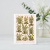 Carte Postale Vintage-Style Ferns Illustration (Debout devant)