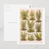 Carte Postale Vintage-Style Ferns Illustration (Devant / Derrière)