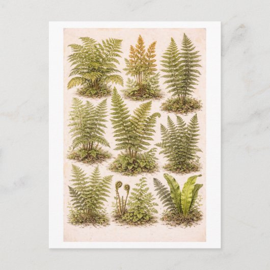 Carte Postale Vintage-Style Ferns Illustration (Devant)