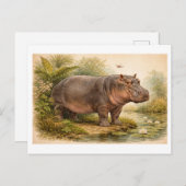 Carte Postale Vintage-Style Hippo Illustration (Devant / Derrière)
