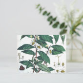 Carte Postale Vintage Tea vert imprimé Botanique (Debout devant)