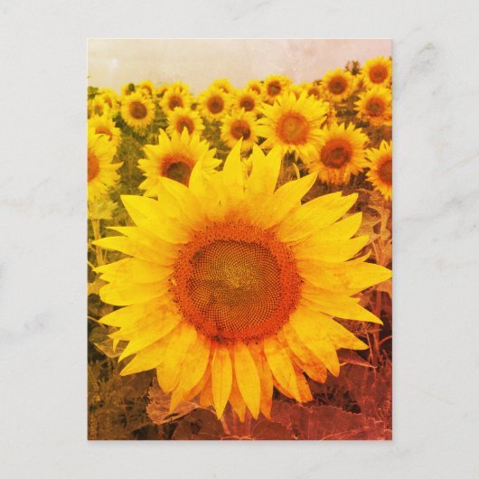 Carte postale vintage Tournesol Rustique (Devant)