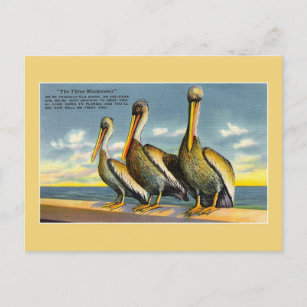 Carte Postale Vintage trois mousquetaires pélicans de Floride