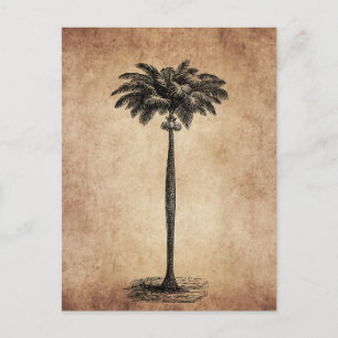 Carte Postale Vintage Tropical Island Palm Tree Modèle vierge
