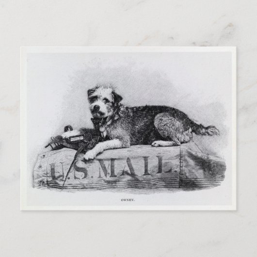 Carte postale vintage U.S. Mail Dog Photo (Devant)