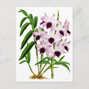 Carte Postale Vintage violet blanc orchidée