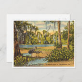 Carte Postale Vintage Wakulla Springs Floride (Devant / Derrière)