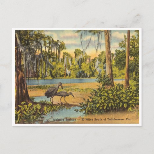 Carte Postale Vintage Wakulla Springs Floride (Devant)