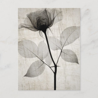 Carte Postale Vintage X-Ray Flower w/ Leaves