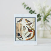 Carte Postale Vintage Zebra Finches (Debout devant)