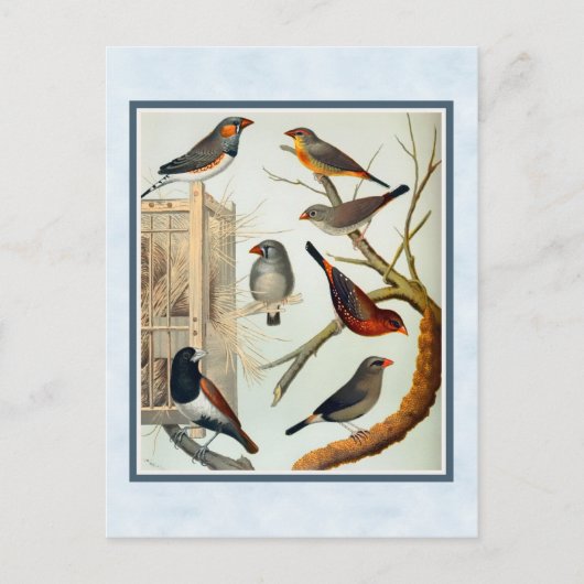 Carte Postale Vintage Zebra Finches (Devant)