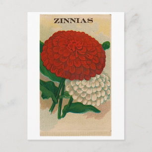 Carte Postale vintage zinnia seed packet postcard