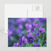 Carte Postale Viola (Devant / Derrière)