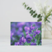 Carte Postale Viola (Debout devant)