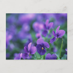 Carte Postale Viola