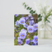 Carte Postale Viola [Carte postale] (Debout devant)