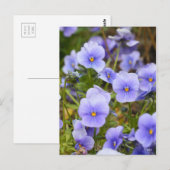 Carte Postale Viola [Carte postale] (Devant / Derrière)