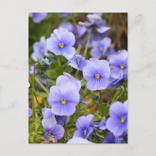 Carte Postale Viola [Carte postale] (Devant)