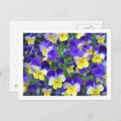 Carte Postale Viola cornuta (Devant / Derrière)