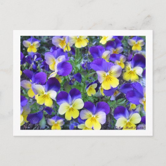 Carte Postale Viola cornuta (Devant)