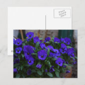 Carte Postale Viola sortrockiana (Devant / Derrière)