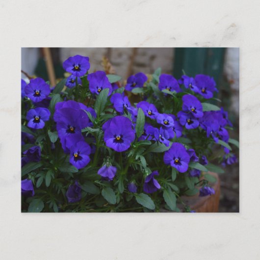 Carte Postale Viola sortrockiana (Devant)