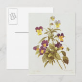 Carte Postale Viola Tricolor (Devant / Derrière)