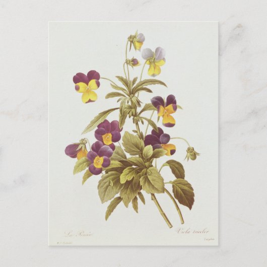 Carte Postale Viola Tricolor (Devant)