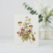 Carte Postale Viola Tricolor (Debout devant)