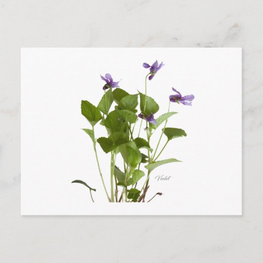 Carte Postale Violet (Devant)