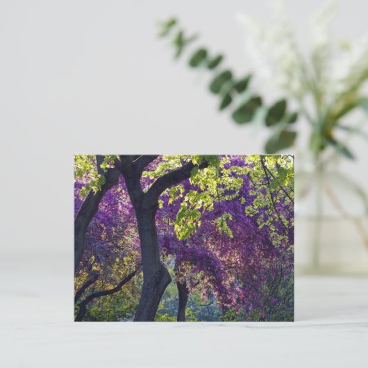 Carte Postale Violet (Debout devant)