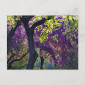 Carte Postale Violet (Devant)