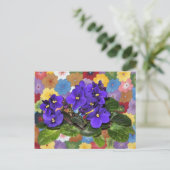 Carte Postale Violet africain (Debout devant)