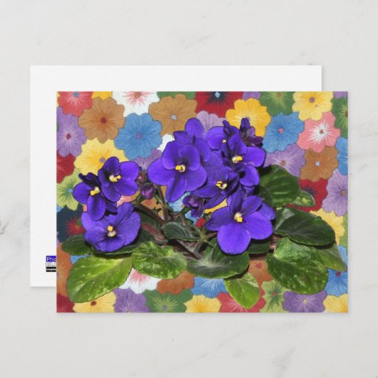 Carte Postale Violet africain (Devant / Derrière)