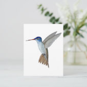 Carte Postale Violet-crowned hummingbird (Debout devant)