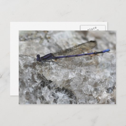 Carte Postale Violet Damselfly Sur Quartz Rock Nature (Devant / Derrière)