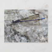 Carte Postale Violet Damselfly Sur Quartz Rock Nature (Devant)