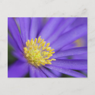 Carte Postale Violet et jaune