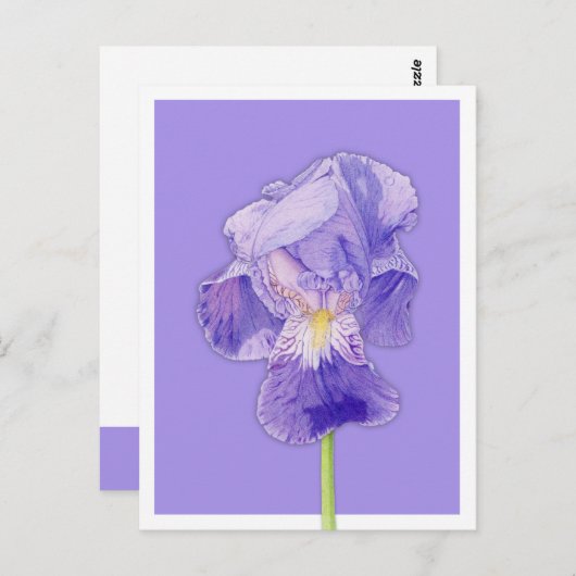 Carte Postale violet Iris (Devant / Derrière)