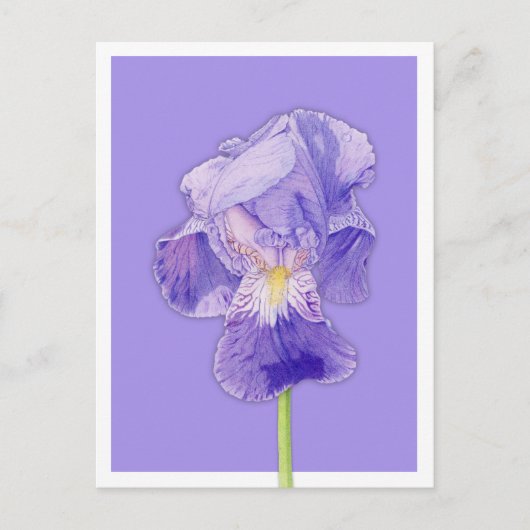 Carte Postale violet Iris (Devant)