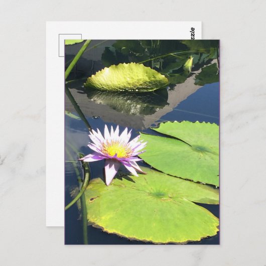 Carte postale violet jaune (Devant / Derrière)