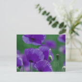 Carte Postale violet Mohn (Debout devant)