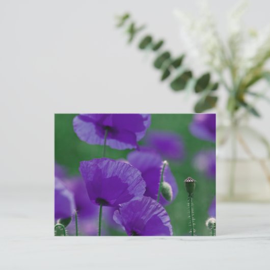 Carte Postale violet Mohn (Debout devant)