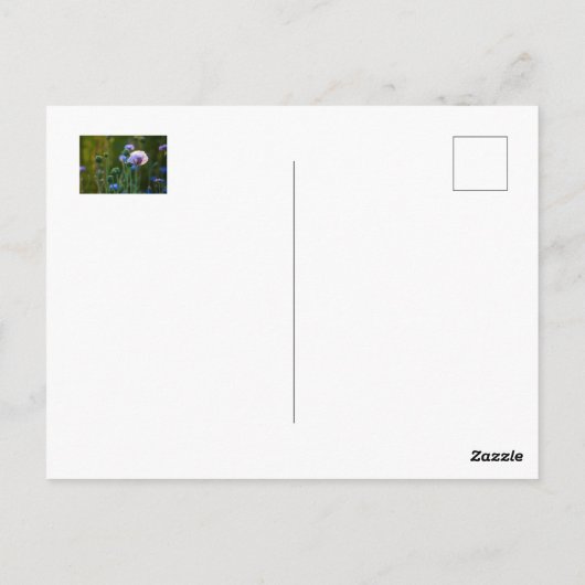 Carte Postale Violet pavot dans l'herbe verte (Dos)