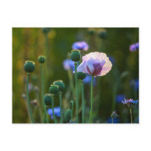 Violet pavot dans l'herbe verte