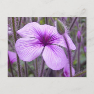 Carte Postale Violet subtil