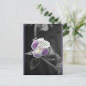 Carte Postale Violet sur noir (Debout devant)