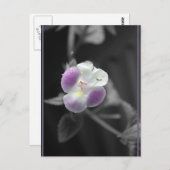 Carte Postale Violet sur noir (Devant / Derrière)