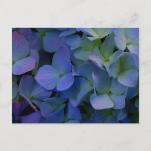 Carte Postale Violet violet rose bleu hydrangée fleurie