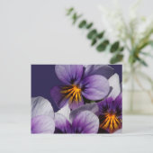 Carte Postale Violets (Debout devant)